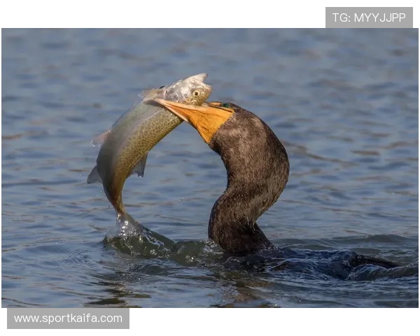 K8捕鱼技巧大全帮助新手快速上手高效捕鱼的实用技巧 K8捕鱼技巧大全帮助新手快速上手高效捕鱼的实用技巧